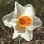 narcissuscfloredhilldeeproot1a1a