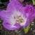 colchicumcfloautumnqueenrvroger