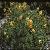 corydalisluteafort9