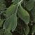 corydalisluteafolt9