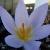 crocuscflohadriaticusrvroger1