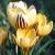 crocuscfloschrysanthussaturnusfoord