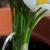 crocuscfolniveusrvroger