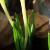 crocuscfolochroleucusrvroger
