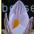 crocuspflo1cambessedanusgarnonswilliams1