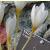 crocuspfloochroleucusgarnonswilliams1