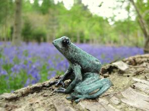 geckomanbrasspoisondartfrog1