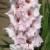 gladioluscflohendrikanagc