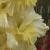 gladioluscflomissmidasnagc