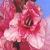 gladioluscflowatermelonwinenagc