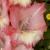 gladioluscflomerrimentnagc