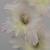 gladioluscflomrchrisncoe