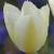 tulipapflo9purissimawikimediacommons1a
