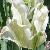 tulipapfor9springgreenwikimediacommons1a