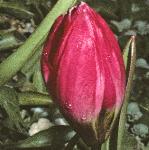 tulipafloviolacea