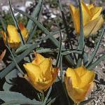 tulipaflosbatalinii