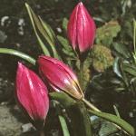 tulipaflosviolacea