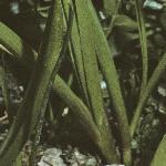 tulipafolviolacea