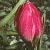 tulipaflotviolacea