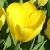 tulipapfor9yellowpurissimawikimediacommons1a1