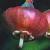 bilberrycflo