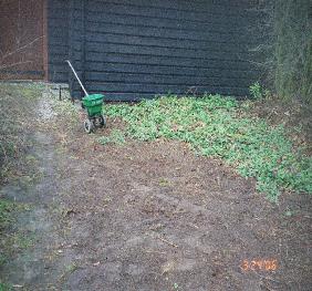 home veg 3 weeded the area and left the rabbit-proof camomile picture