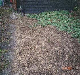 home veg 5 lightly raked the sown grass seed picture