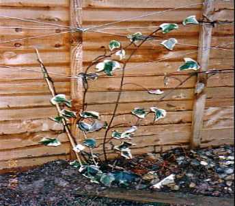 case5wildlifephoto14