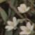 fcornflospurrey