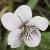 fmarshflotviolet