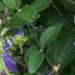 clematisarabellaffol