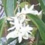 clematisarmandiifflo