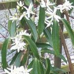 clematisarmandiifflos