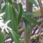 clematisarmandiiffol