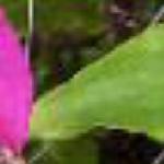 clematisbarbaradibleyfolroseland
