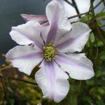 clematischatsworthfloroseland