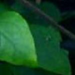 clematisdanaefolroseland