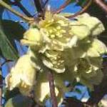 clematisfasiculiflorafloroseland
