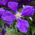 clematisflojackmanii