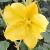 fremontodendronflotcalifornianglory1a