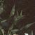 centaurea montana foliage