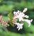 Abeliacflofloribundawikimediacommons