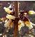 abeliophyllumcflodistichumwikimediacommons
