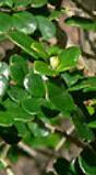 azaracflomicrophyllawikimediacommons