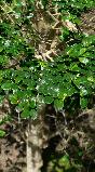 azaracflormicrophyllawikimediacommons