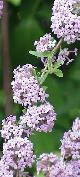 buddleiacflosalternifoliawikimediacommons