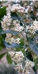 buddlejacflosauriculatawikimediacommons