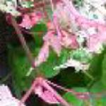 ampelopsisfolstembrevipedunculataelegansroseland