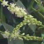 anrederaflocordifoliaroseland