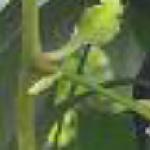 anrederafolstemcordifoliaroseland